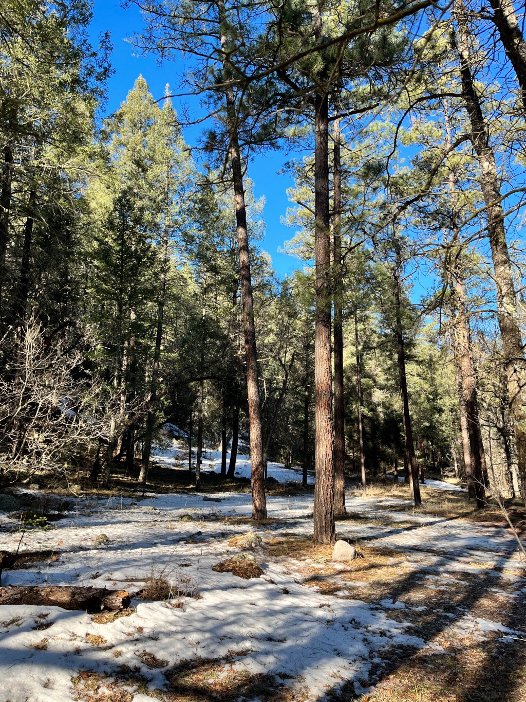 Healing Through Being Wild and&nbsp;Free