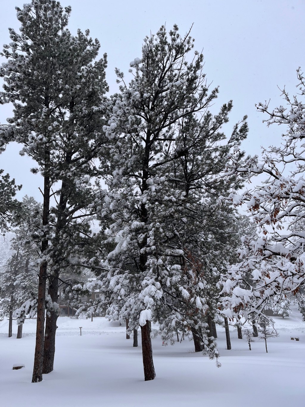 Learning to Control the Chaos in My&nbsp;Head