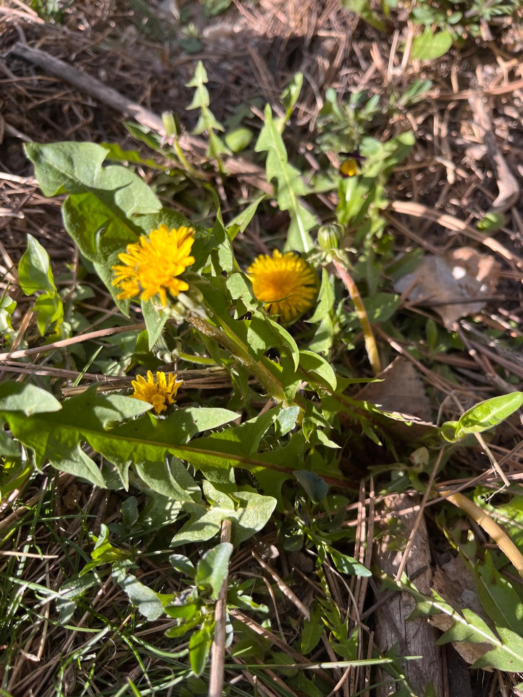 Identity and Calling