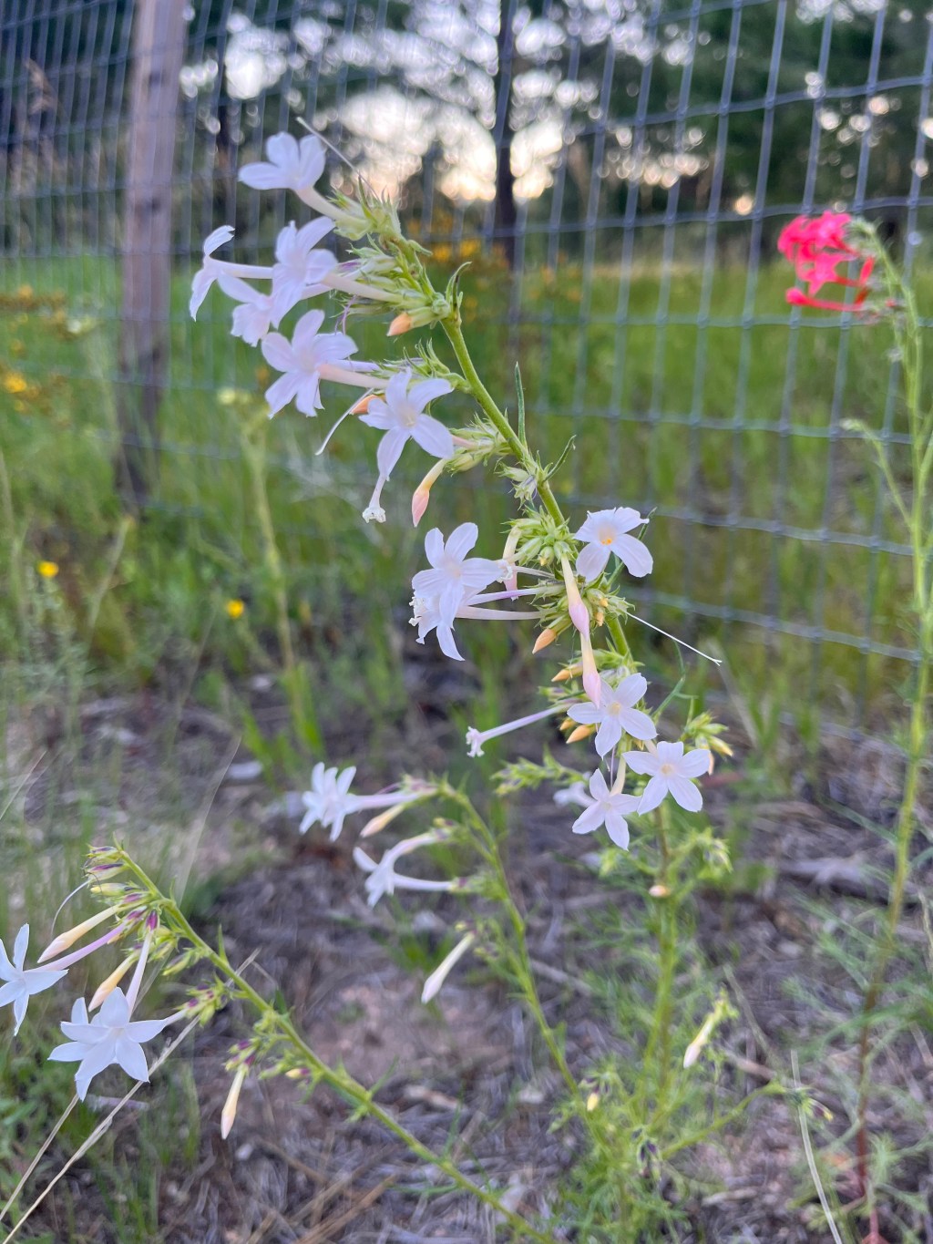 Exhausted but Content