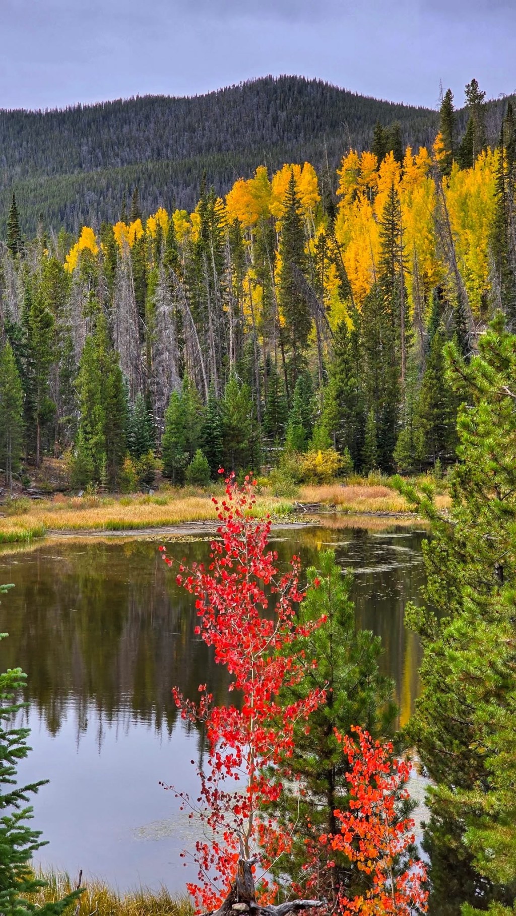 Beauty, Division, and&nbsp;Unity